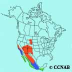 Cassin's Kingbird range map