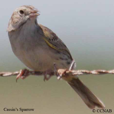 Cassin's Sparrow