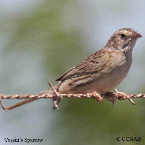 Cassin's Sparrow