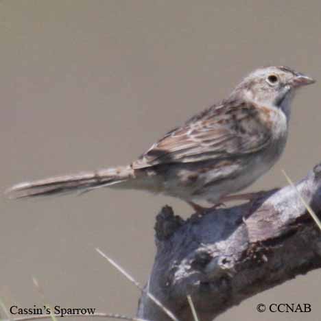 Birds of North America