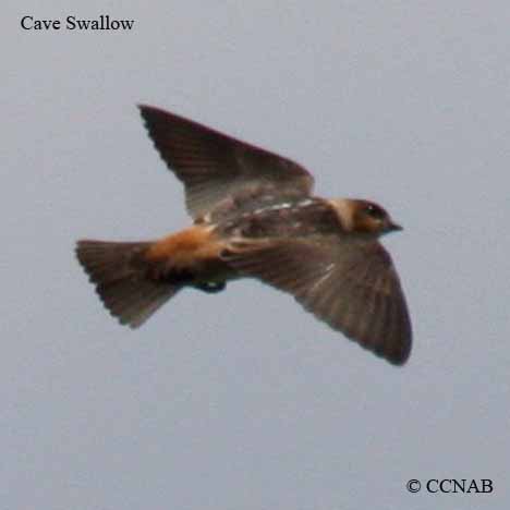 North American Birds
