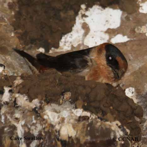 North American Birds songs and calls