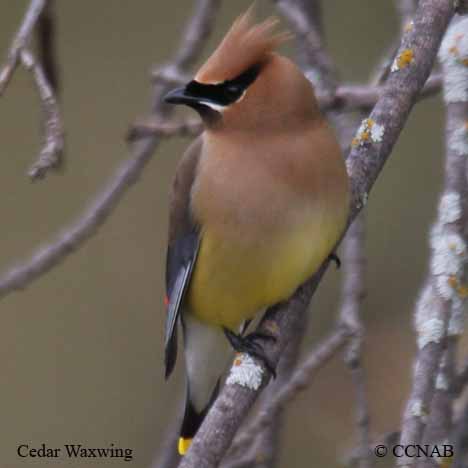 North American Waxwings