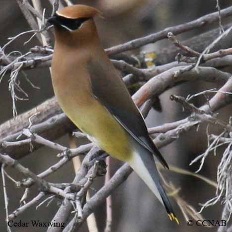 Birds of North America