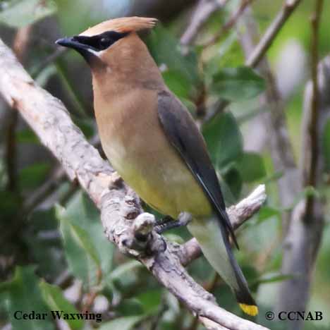 Birds of North America