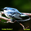 Cerulean Warbler