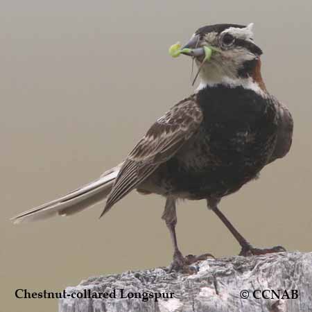 North American Birds