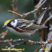 Chestnut-sided Warbler range map