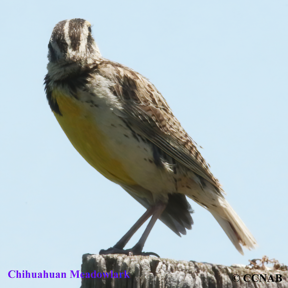 Chihuahuan Meadowlark