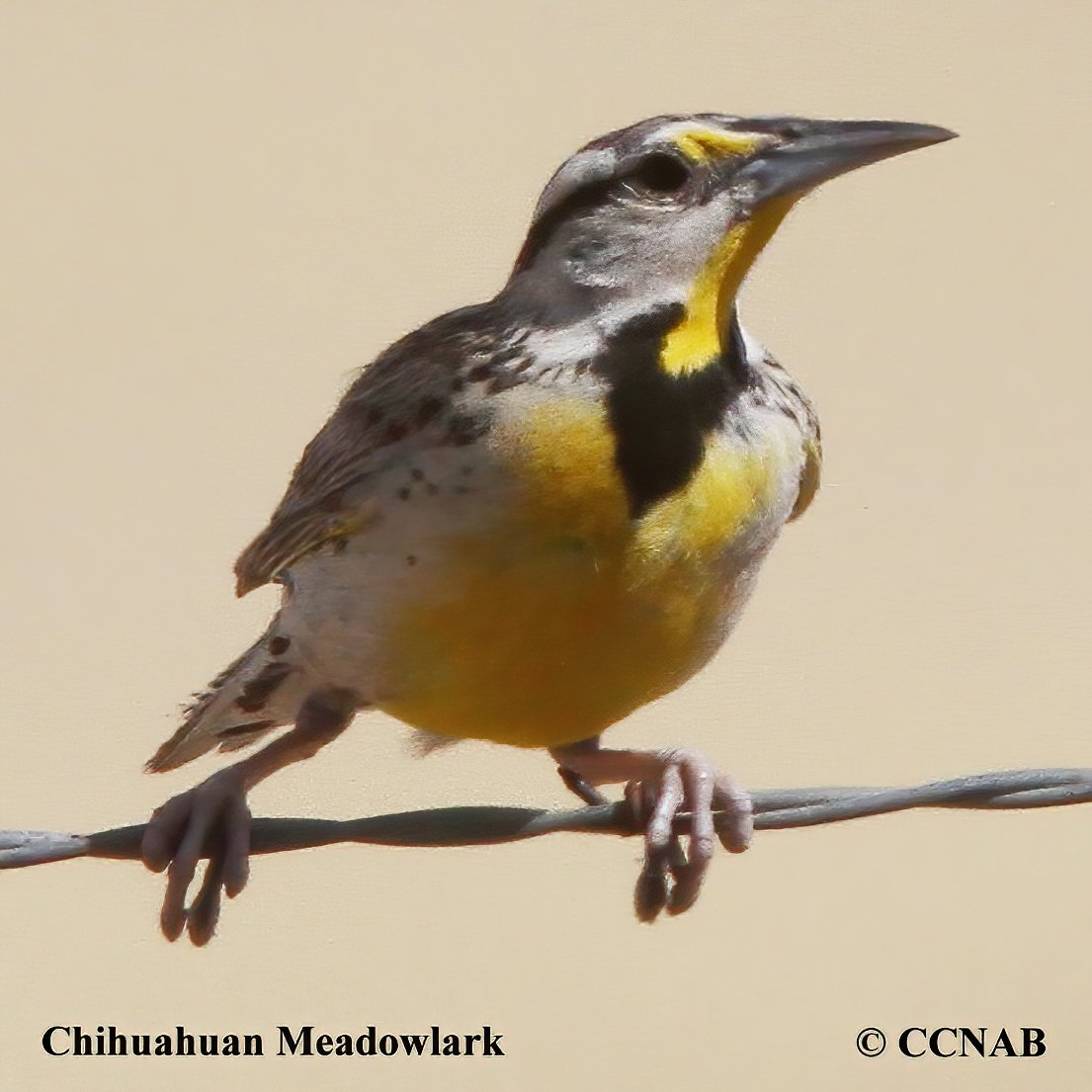 North American Birds