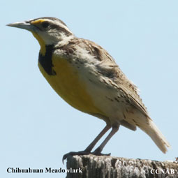 Chihuahuan Meadowlark range map