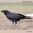 Chihuahuan Raven range map