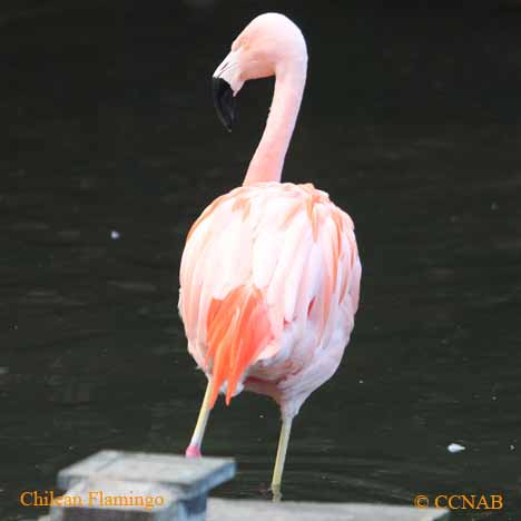 Chilean Flamingo