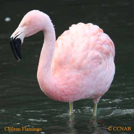 Chilean Flamingo