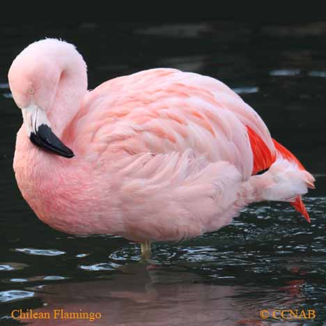 Chilean Flamingo