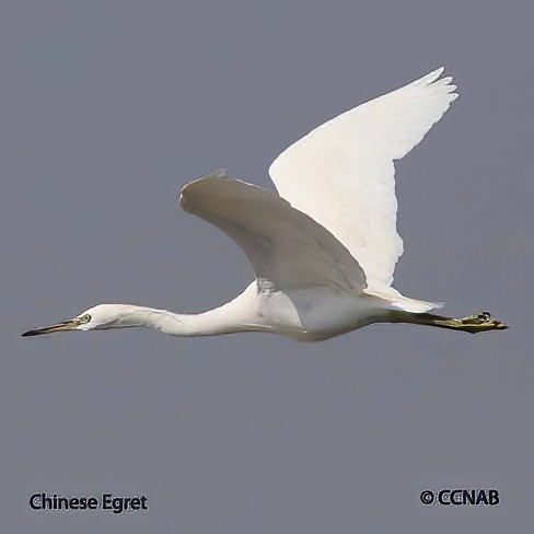 Birds of North America