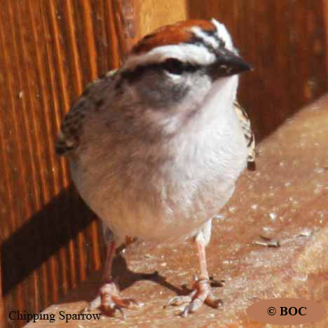North American Sparrows
