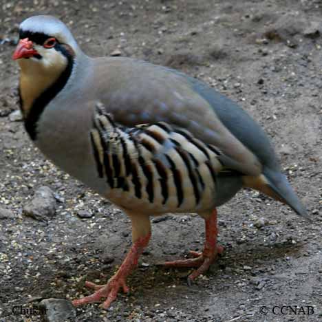 Birds of North America
