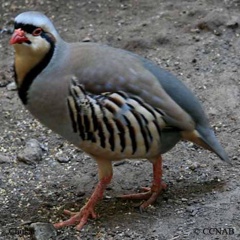 Chukar