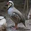 Chukar range map