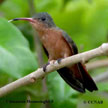 Cinnamon Hummingbird