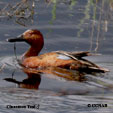 Cinnamon Teal range map