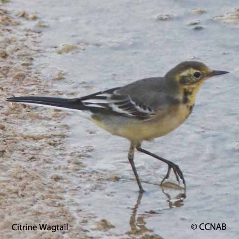 Citrine Wagtail