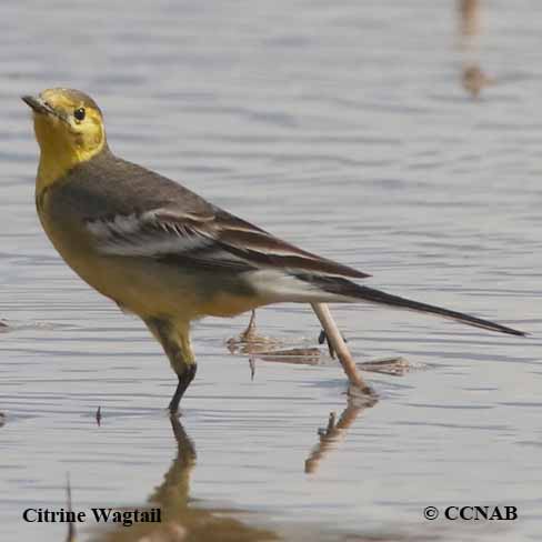 Birds of North America