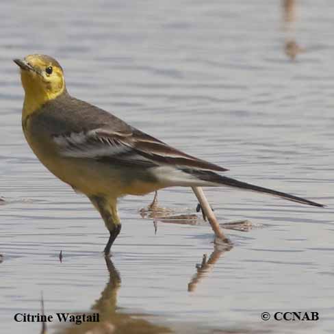 Citrine Wagtail