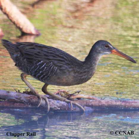 Birds of North America