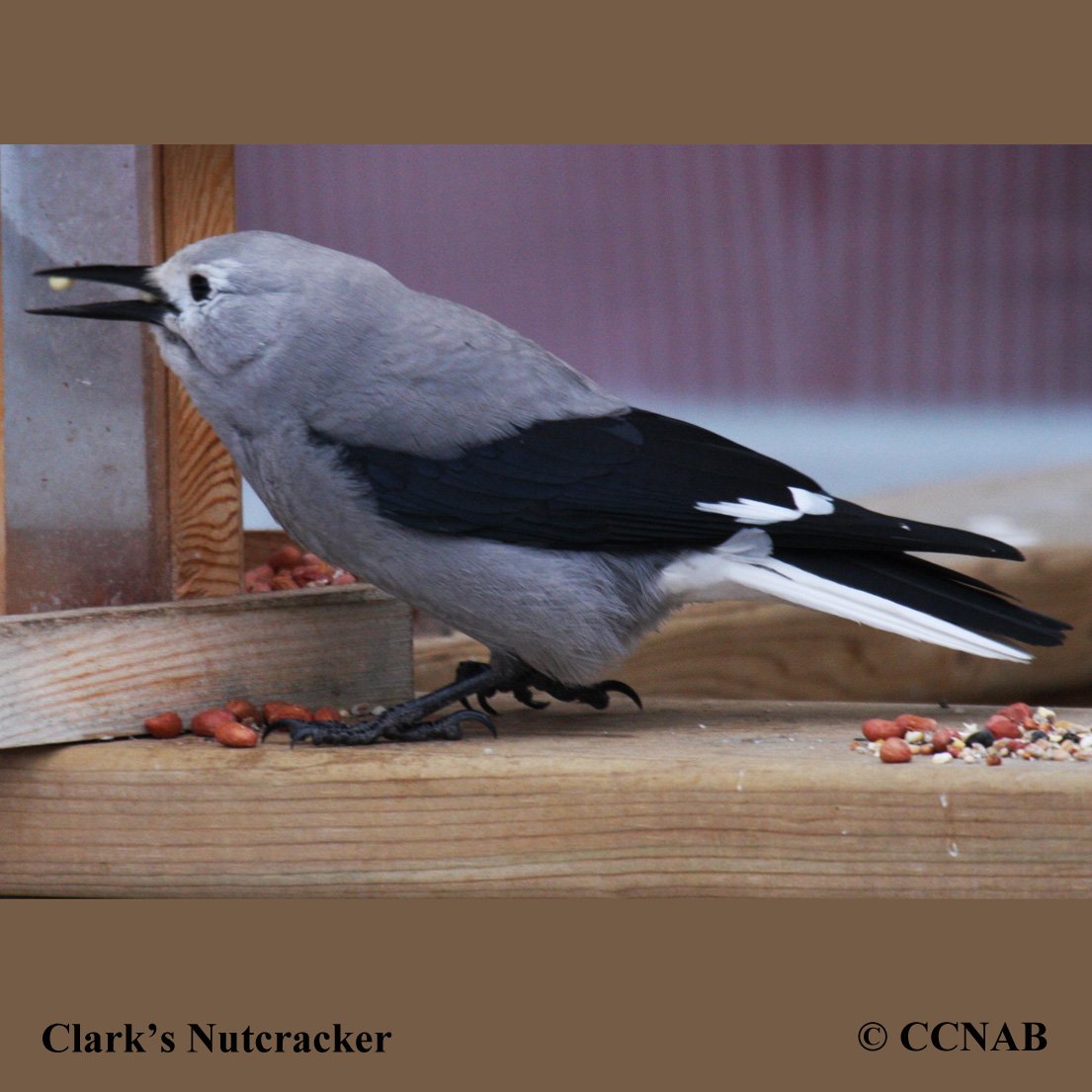 Clark's Nutcracker