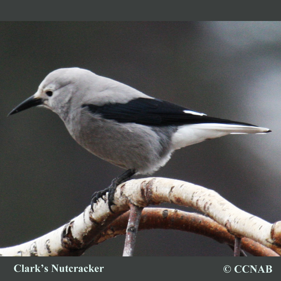 Clark's Nutcracker