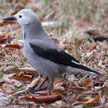 Clark's Nutcracker