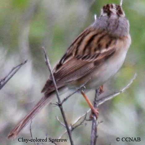 Clay-colored Sparrow