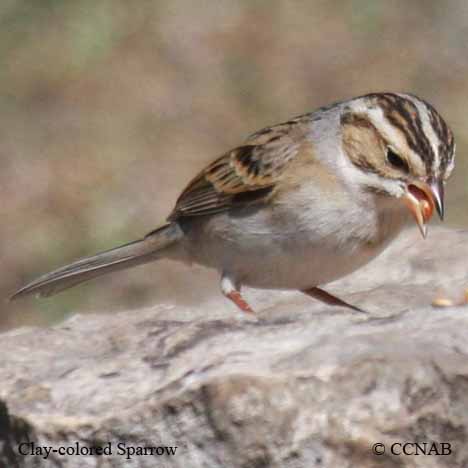 Birds of North America