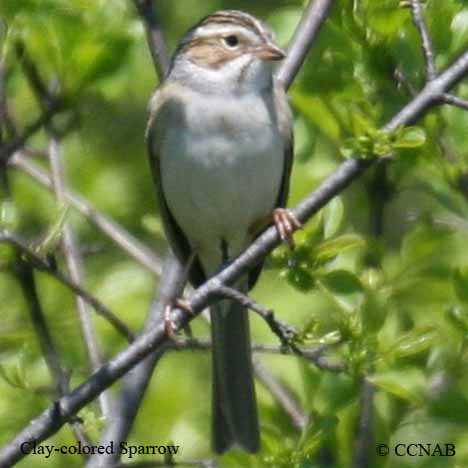 Clay-colored Sparrow