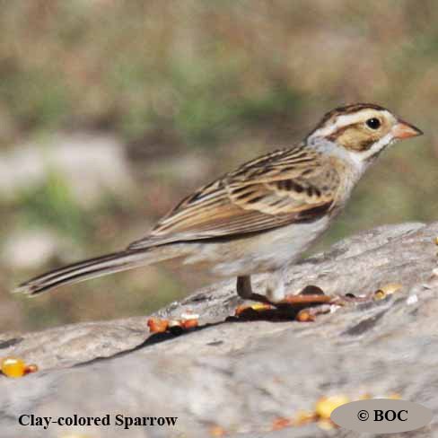 North American Sparrows
