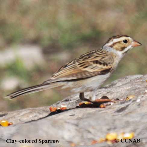 Clay-colored Sparrow