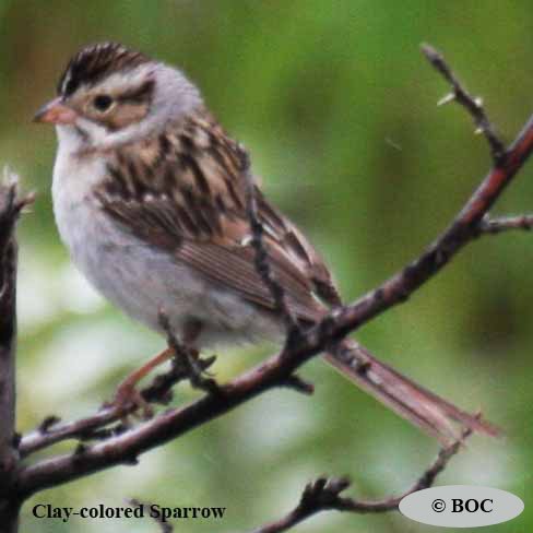 Clay-colored Sparrow