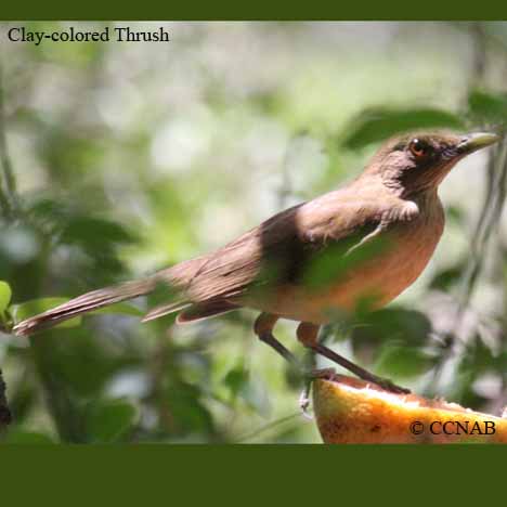 Clay-colored Thrush