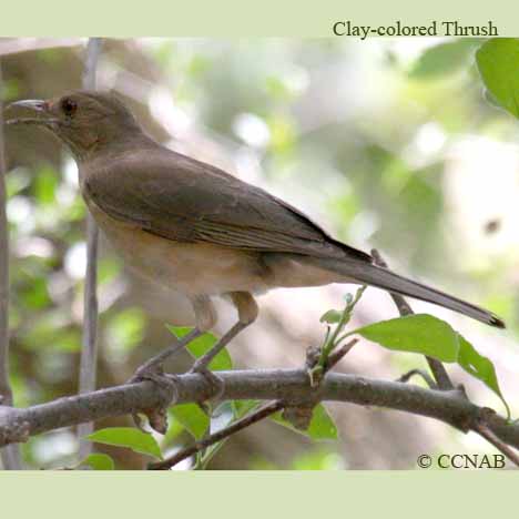 Birds of North America