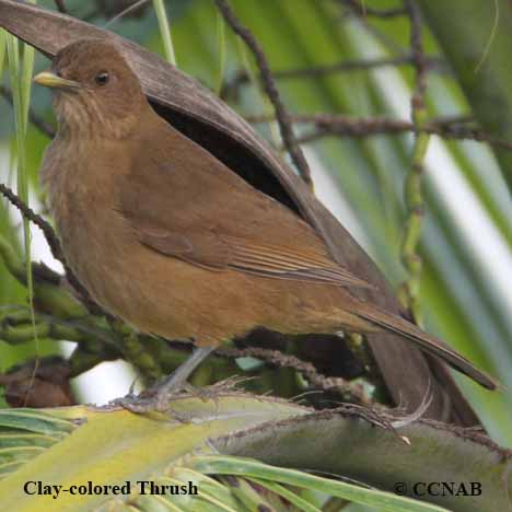 Clay-colored Thrush