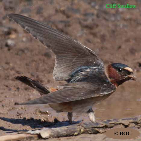 Birds of North America