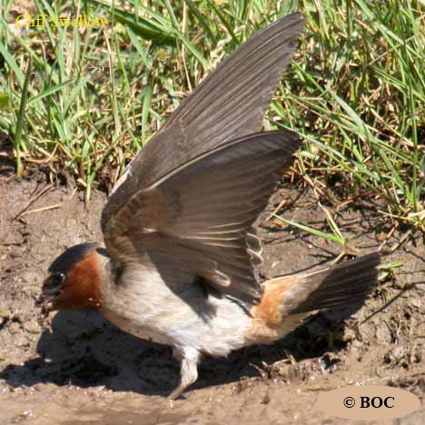 Birds of North America