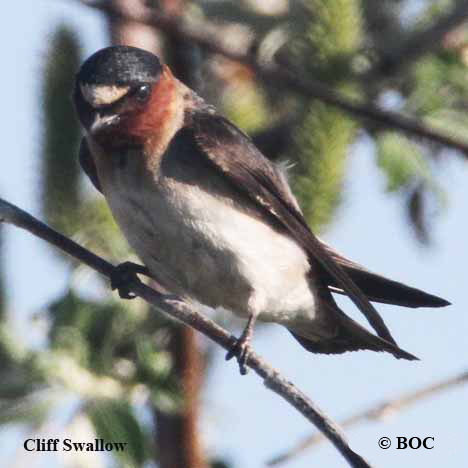 Birds of North America