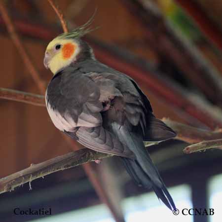 Cockatiel