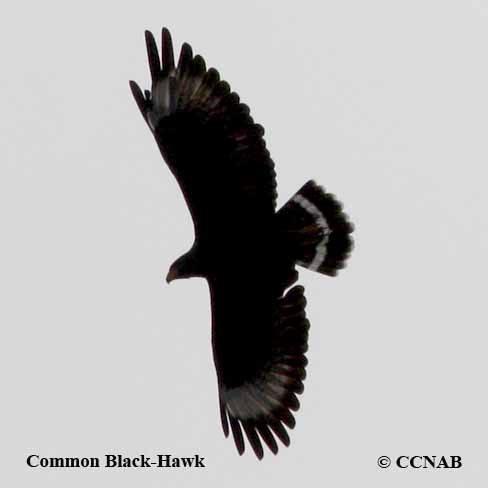 CCNAB