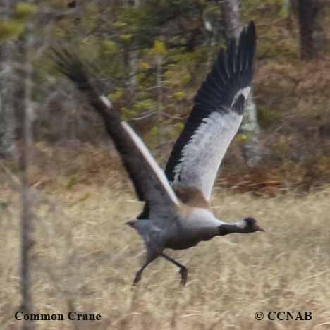 Common Crane