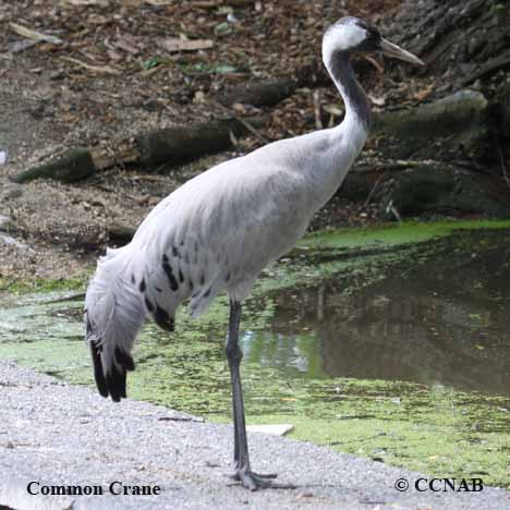 Common Crane