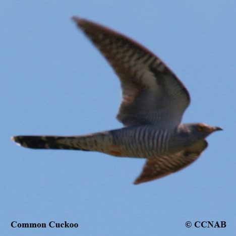 Common Cuckoo